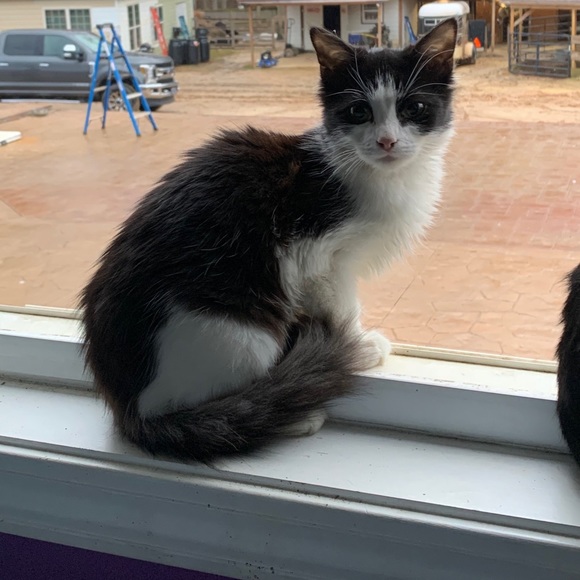 Meet your Posher, Joshua - Picture 1 of 1